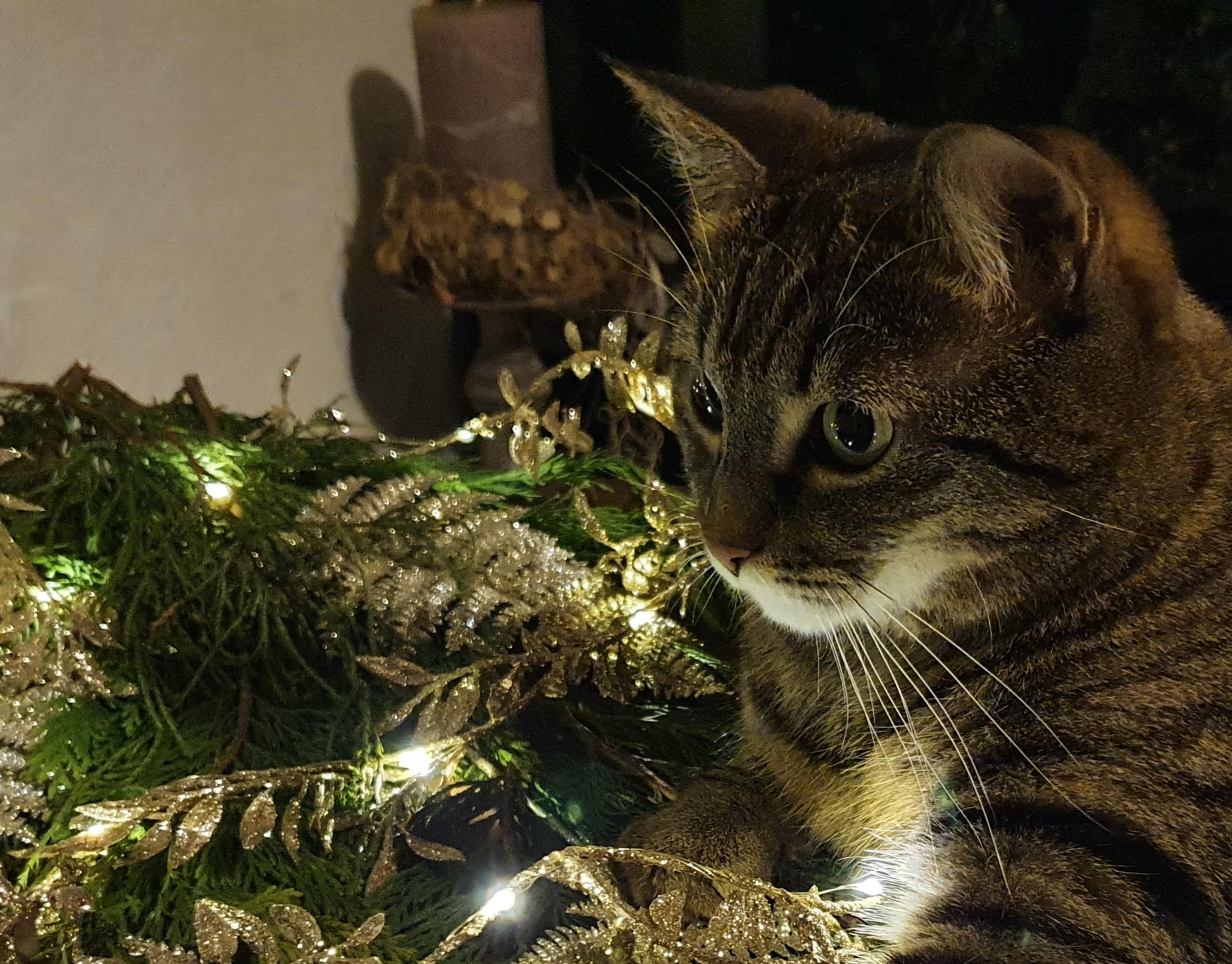 Bild Weihnachten Haley